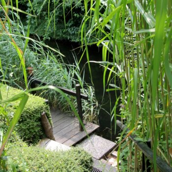 Chinees riet aan de waterkant