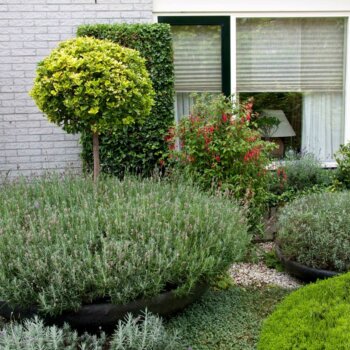 Plantschalen in de romantische voortuin