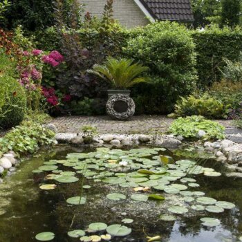 Vijver met waterlelies